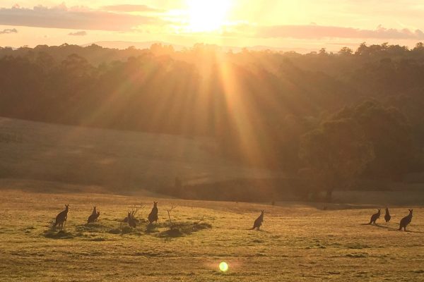 Kangaroos in the sunset - Yarra Ranges Estate